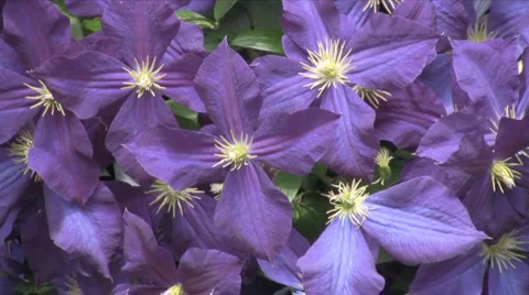 Purple Flowers HD Stock Footage 1048191