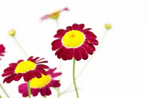 Purple flowers isolated Stock Photos