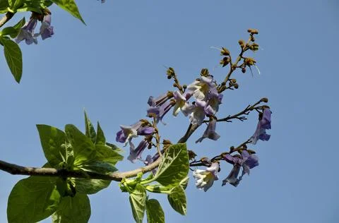 Purple flowers of the Jacaranda tree in Spring Stock Photos