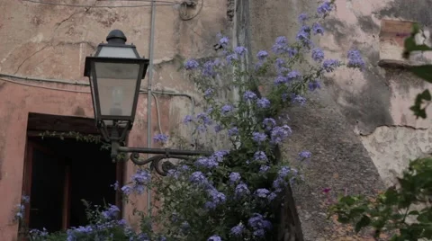 Purple flowers with a lantern Stock Footage 41314028