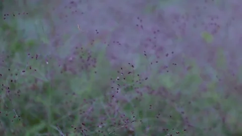 Purple Flowers Laos Stock Footage 75737065