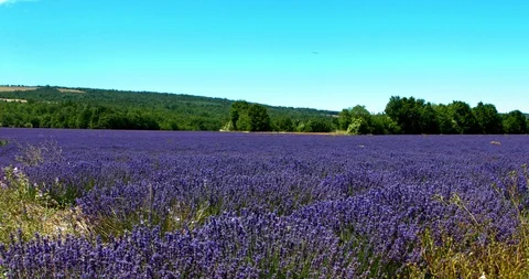 Purple flowers - lavender Stock Footage 101790839