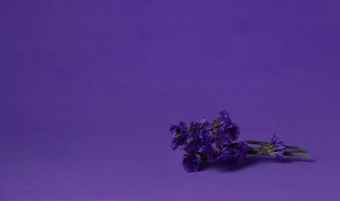 Purple flowers lie on a solid purple background in a simple setting capturing Stock Photos