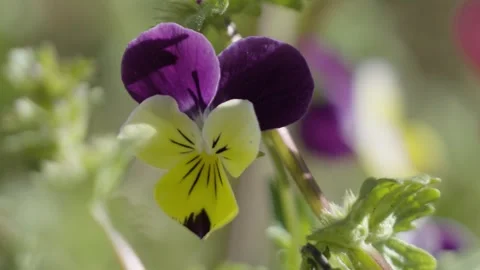 Purple Flowers Macro Stock Footage 305069136
