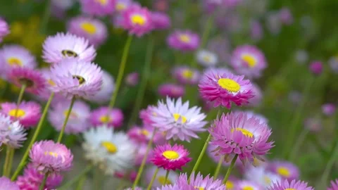 Purple flowers in the meadow 库存影片 328065104