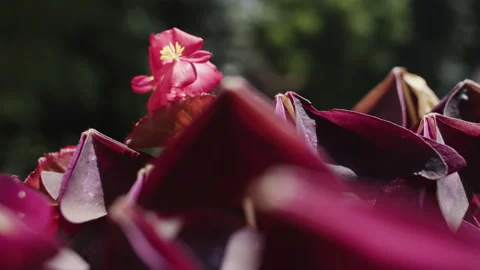 Purple Flowers In Motion Stock Footage 254480954