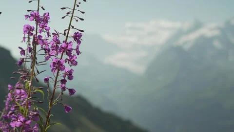 Purple flowers with mountains behind, Verbier, Switzerland Stock Footage 101577482