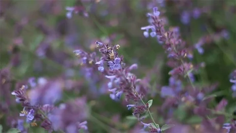 Purple Flowers  Moving in the Wind Stock Footage 77344862