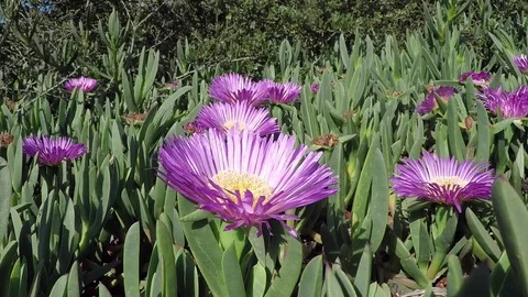 Purple Flowers - m/s Stock Footage 76686875