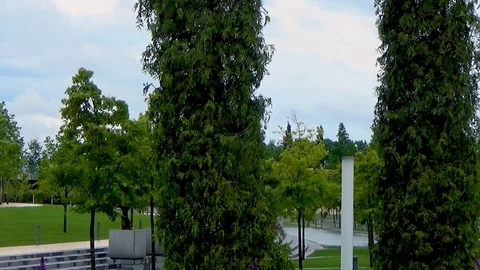 Purple flowers next to the pine trees Video stock 109198530