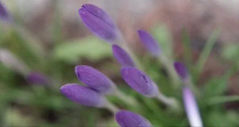 Purple Flowers Open and Close Stock Footage 169608448
