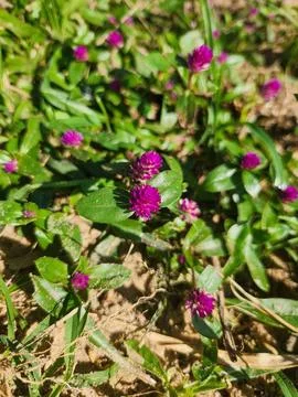 Purple flowers in open fields. Stock Photos