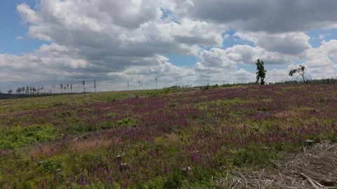 Purple flowers on open Harz heath under cloudy sky aerial Germany 스톡 동영상 341284073