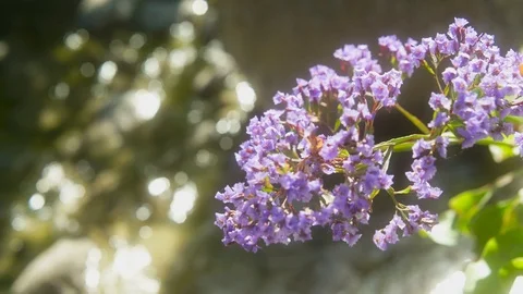 Purple Flowers over Stream Stock Footage 101740480