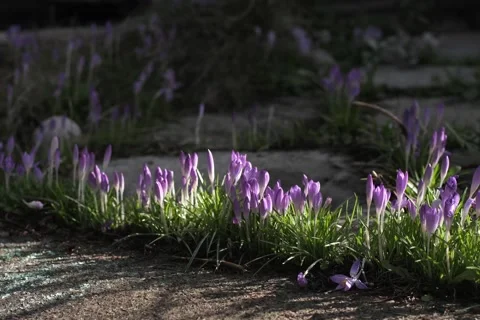 Purple Flowers on Path Timelapse 6k Stock Footage 170389792