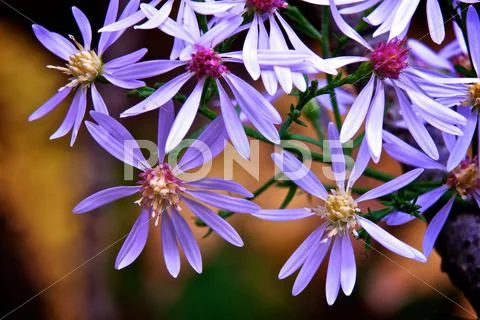 Purple flowers Stock Photos