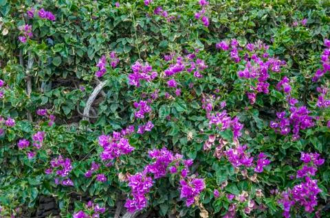Purple flowers 写真素材
