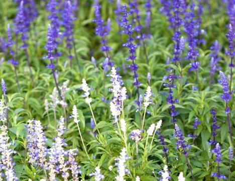 Purple flowers Stock Photos