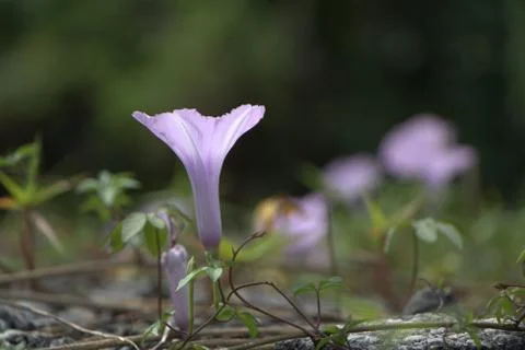Purple Flowers Stock Photos