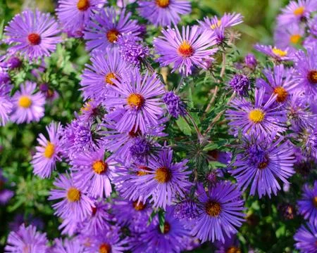 Purple Flowers Foto stock