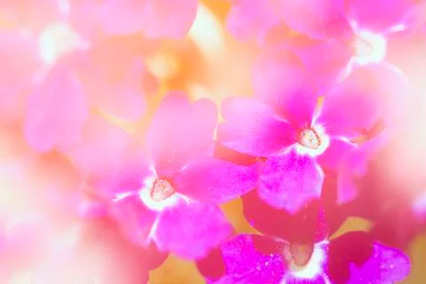 Purple flowers Stock Photos
