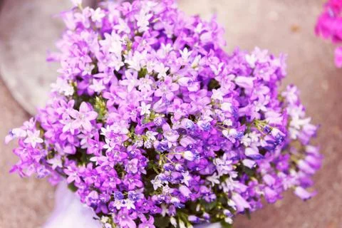 Purple flowers Stock Photos