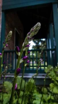 Purple flowers Stock Photos