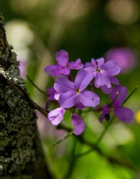 Purple flowers Stock Photos