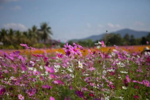 Purple flowers Stock Photos