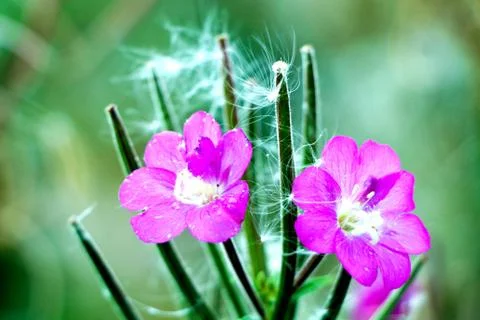 Purple Flowers Stock Photos