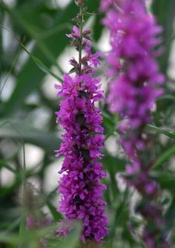 Purple flowers Stock Photos