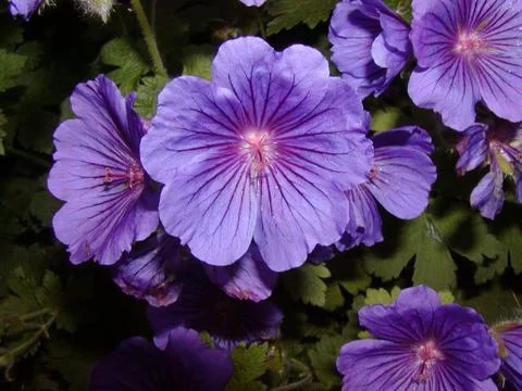 Purple Flowers Stock Photos
