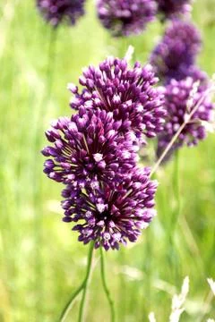Purple flowers Stock Photos