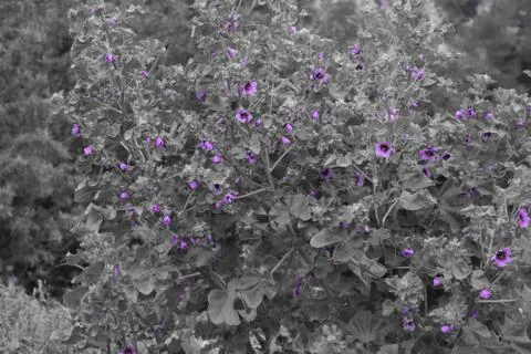 Purple flowers Photos