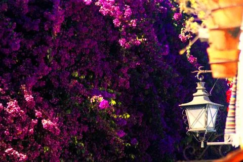 Purple Flowers 스톡 사진