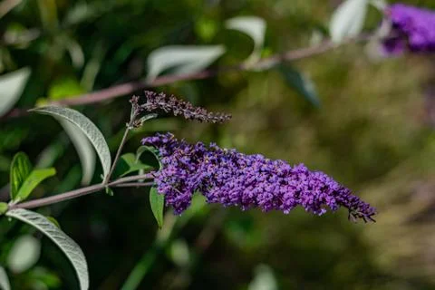 Purple flowers Stock Photos