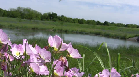 Purple Flowers &amp; Pond Stock Footage 25887682