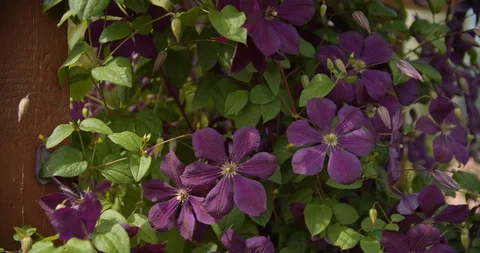 Purple flowers in a pot Stock Footage 112950028
