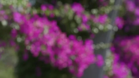 Purple flowers pulling focus Stock Footage 160448268