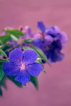 Purple, flowers, rain drops, nature, background  Stock Photos