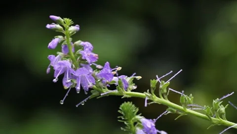 Purple flowers in the rain Stock Footage 8521354