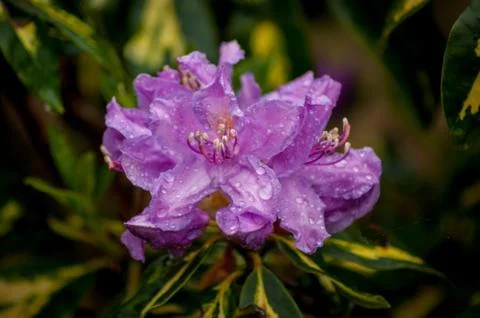 Purple Flowers with Raindrops Stock Photos