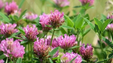 Purple flowers of red clover close-up (Trifolium pratense) 스톡 동영상 95652011