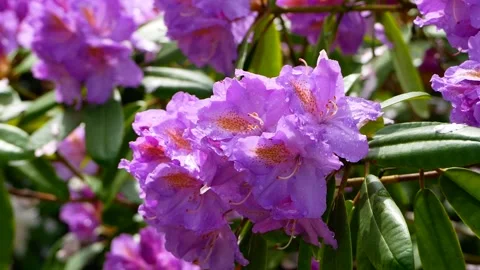Purple flowers of rhododendron in spring - close up view - wind Stock Footage 155448416