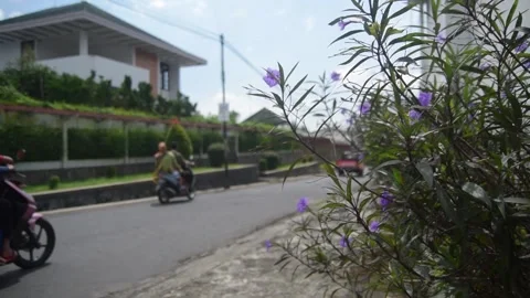 Purple flowers by the roadside Stock Footage 164983032