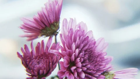Purple Flowers Rotating on Silvery Background Stock Footage 69787313
