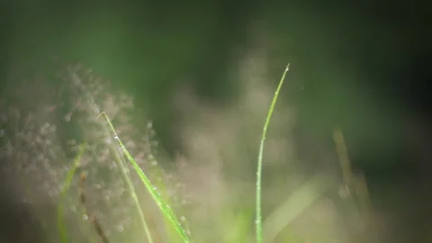 Purple flowers sliding through the frame in rain Stock Footage 211458858
