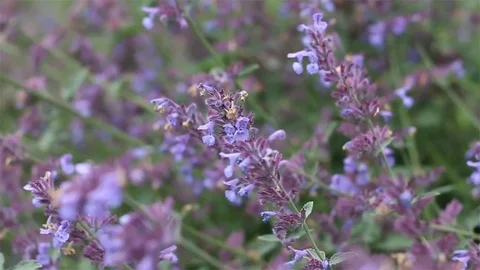 Purple Flowers Slightly Moving in the Wind Stock Footage 77344865
