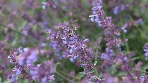 Purple Flowers Slightly Moving in the Wind Stock Footage 77344871