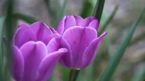 Purple Flowers Slow Motion Stock Footage 74220061
